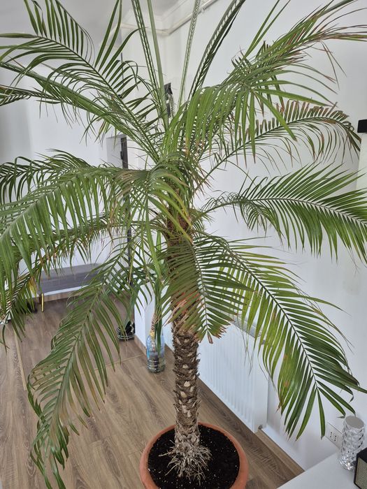 Palmieri Phoenix