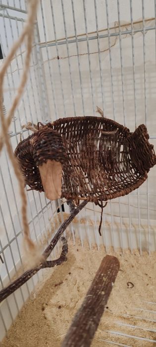 Продам амадинов с клеткой