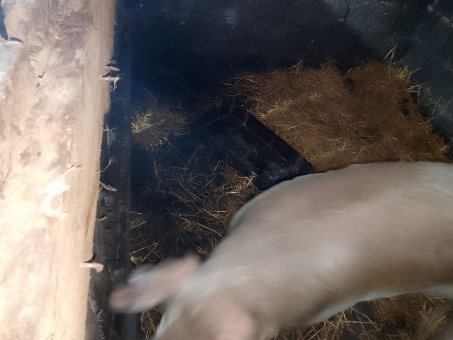 Продам кабана 10 месяцев