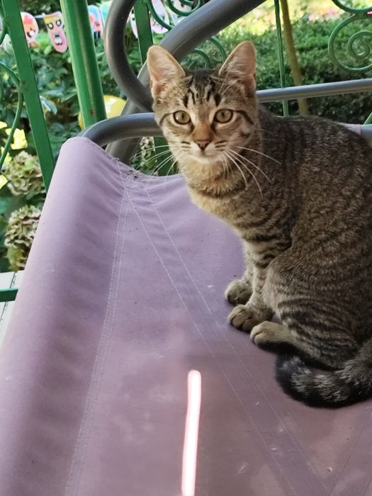 Pui pisica spre adoptie