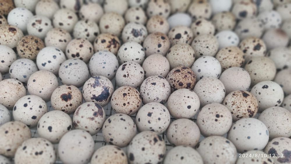 Инкубационные яйца  . Белый гигант  .Яйцо . Жұмыртқа.