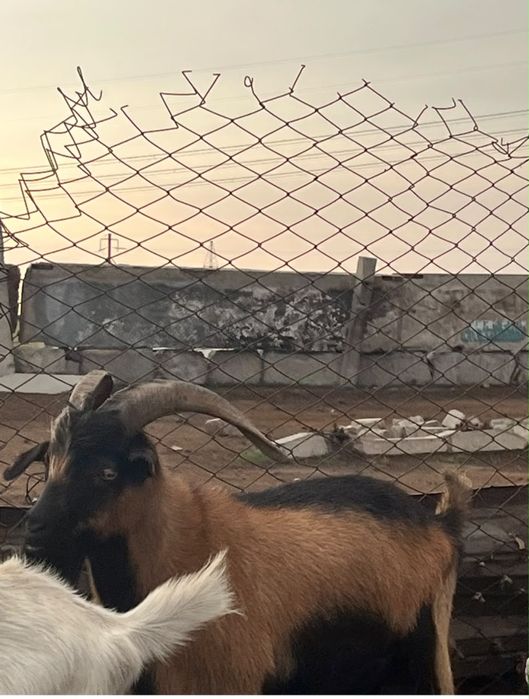 Қошқар,ешкі,теке сатылады