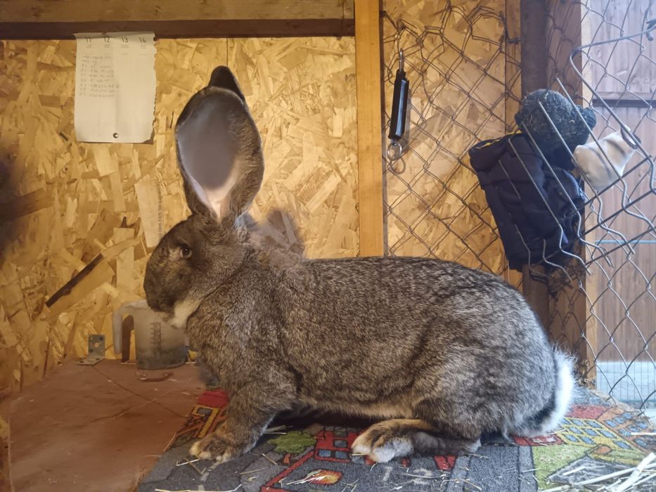 Iepuri uriaș german