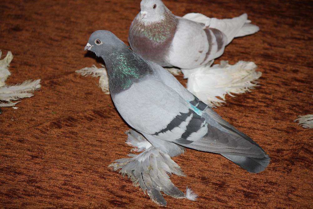 голуби игровыееее