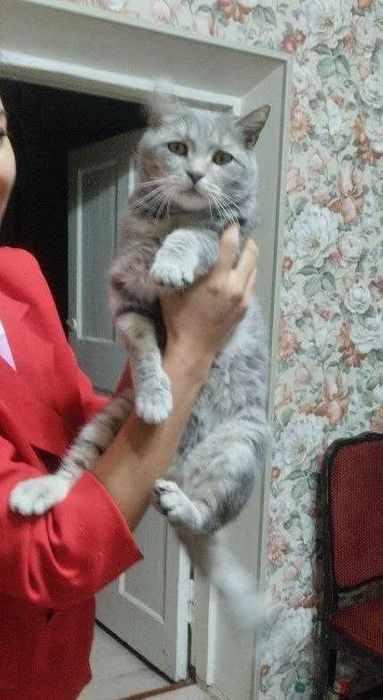 Шикарный домашний кот в добрые руки