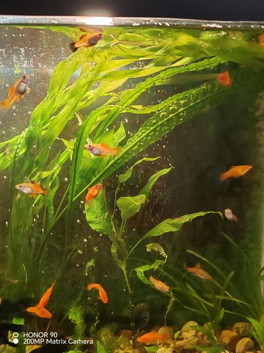 Продам аквариумных рыбок