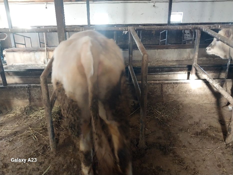 Продам  быков хорошые