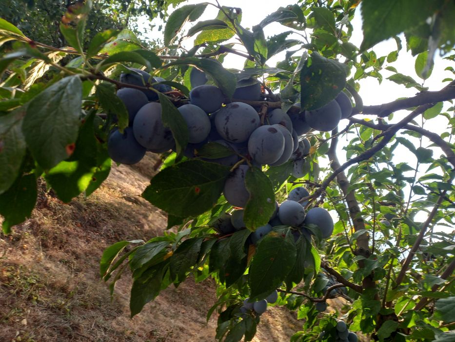 Prune:  Annaspet Argeș