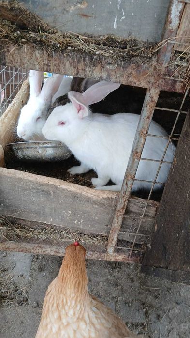 Vand iepuri Hicoli cu Curias de transilvania