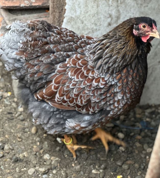 Vând 2 familii una gsg și una roșu albastru