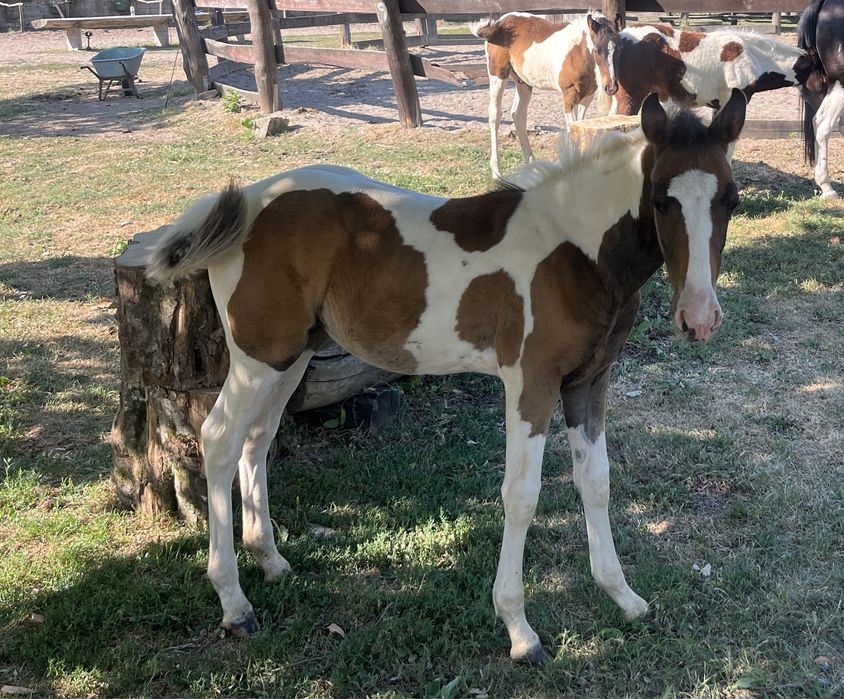 Vand mânji painthorse diferite varste , iepe si armasar.