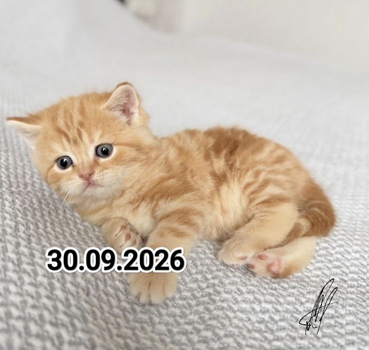 Вислоухие Британские котята