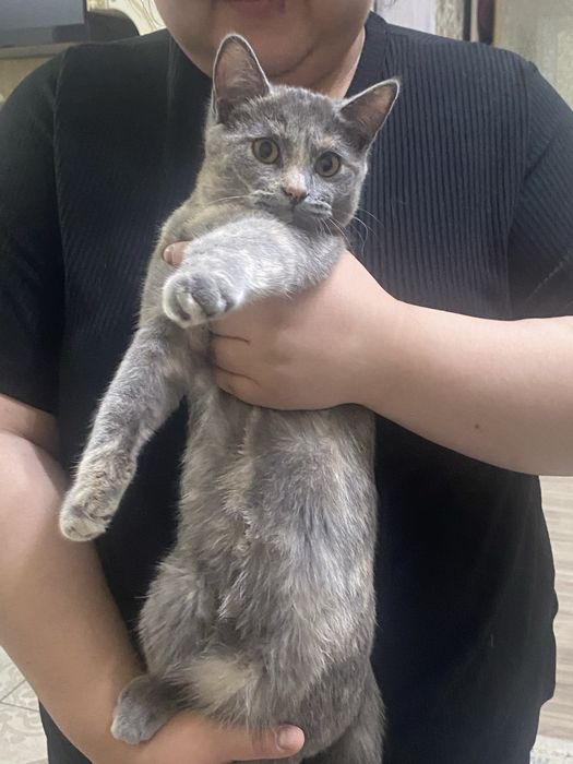 Отдам в добрые руки