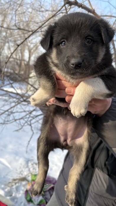 Срочно ищут дом щеночки - девочки