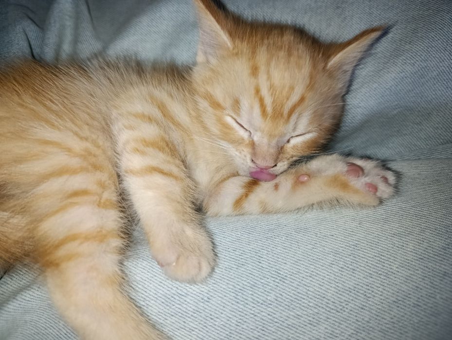 Отдам котят даром