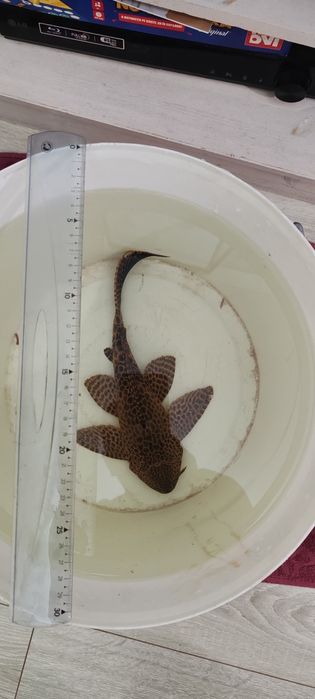 Vand peste acvariu Pterygoplichthys  28cm