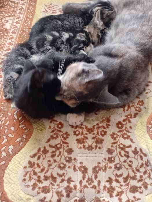 Отдам котят в добрые руки
