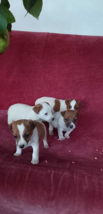 Чистокръвен Джак Ръсел