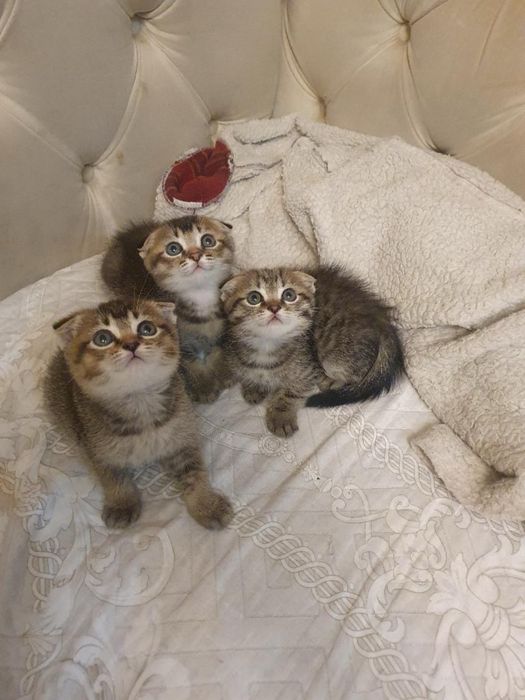 Котята вислоухие британцы