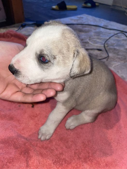 Donez caini corcitura amstaff cu husky