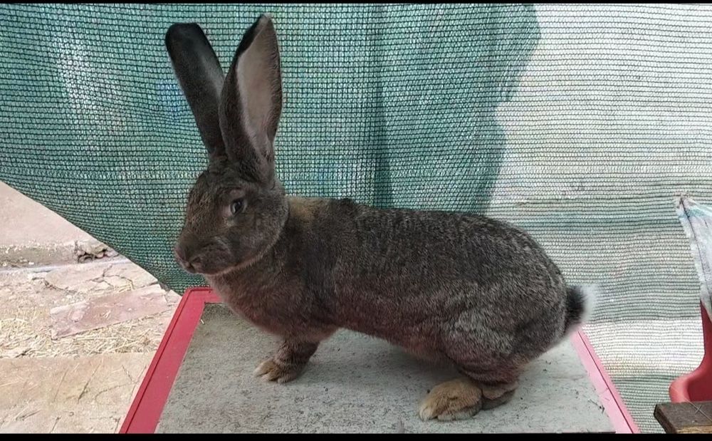 Vand o pereche de urias german la 4 luni