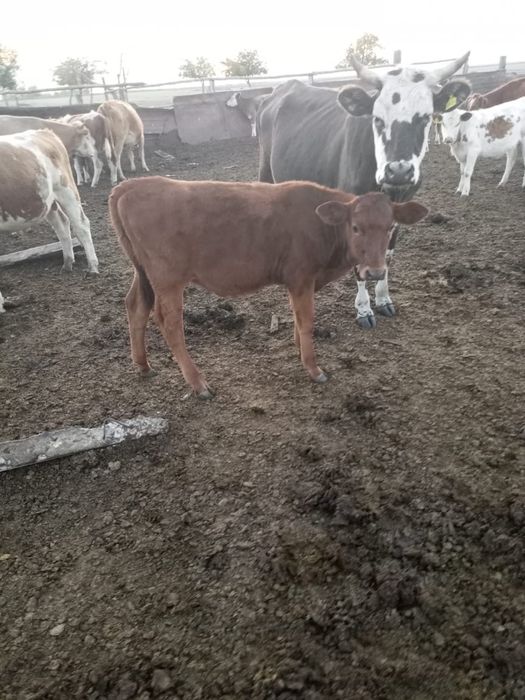 Продам коров с теленком