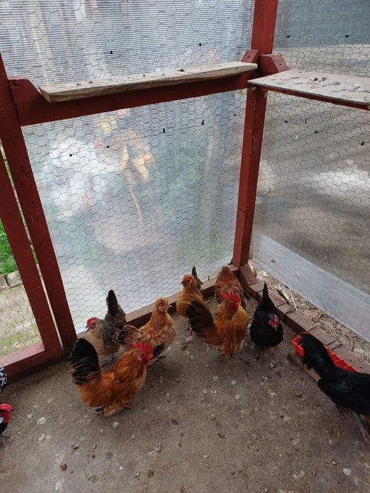 Gainute pitice diferite rase