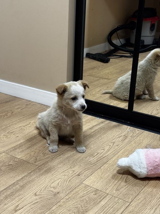 Собаки. Мальчик и левочка