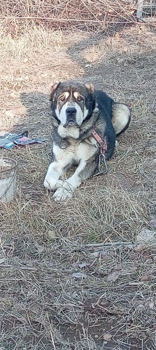 Собак казах ыыыы