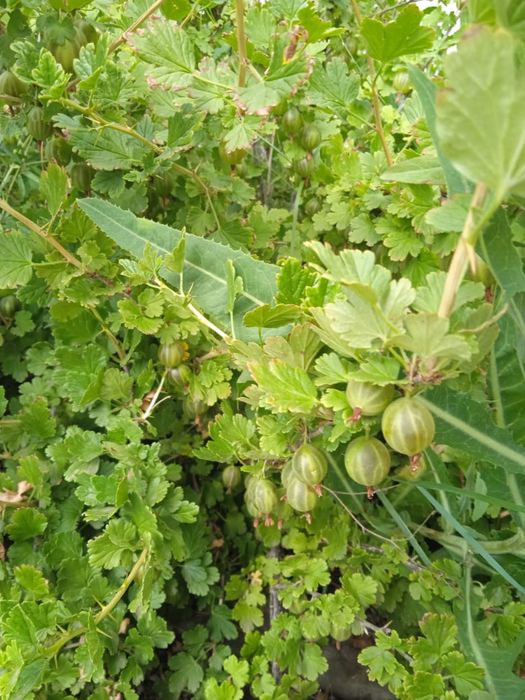 Продам дом в Шанхае