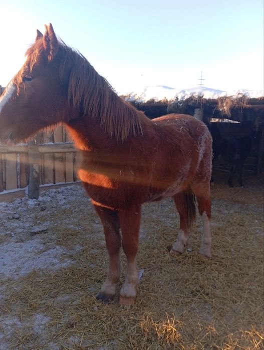 Продам кобылу и жеребца