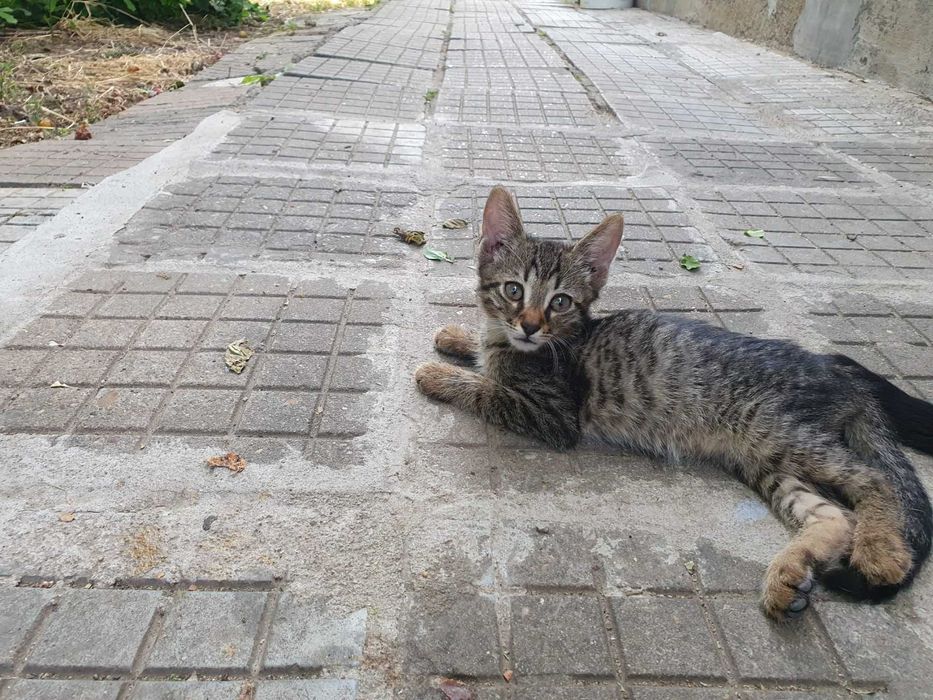 Подарявам котенца на два месеца.