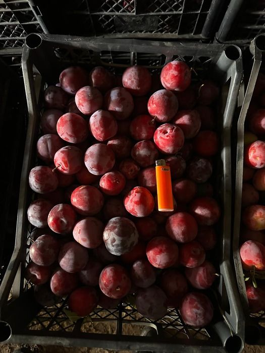 Фазенда в предгориах Казгуртских гор