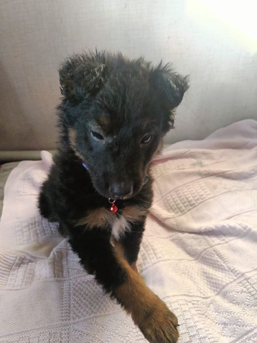 Щеночек мальчик в добрые руки!