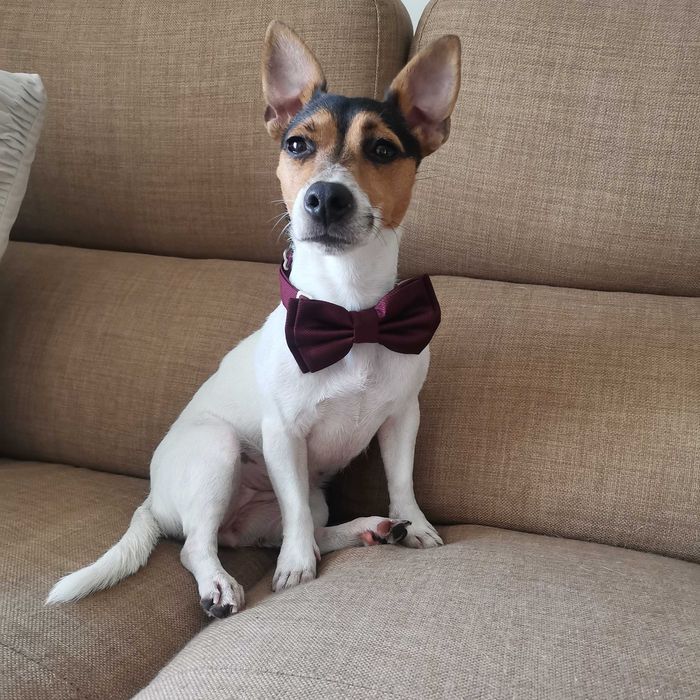 Куче Джак ръсел териер