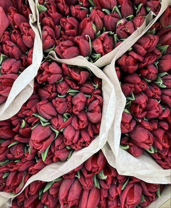 Оптовые поставки Тюльпанов Атырау