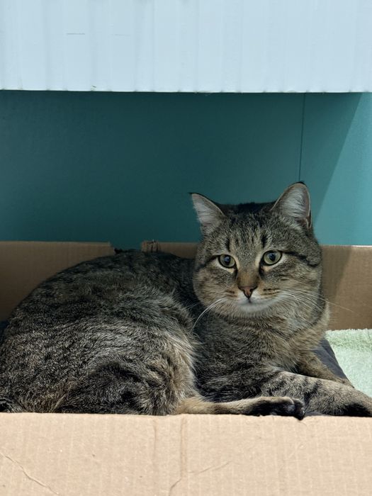 Отдам кота срочно