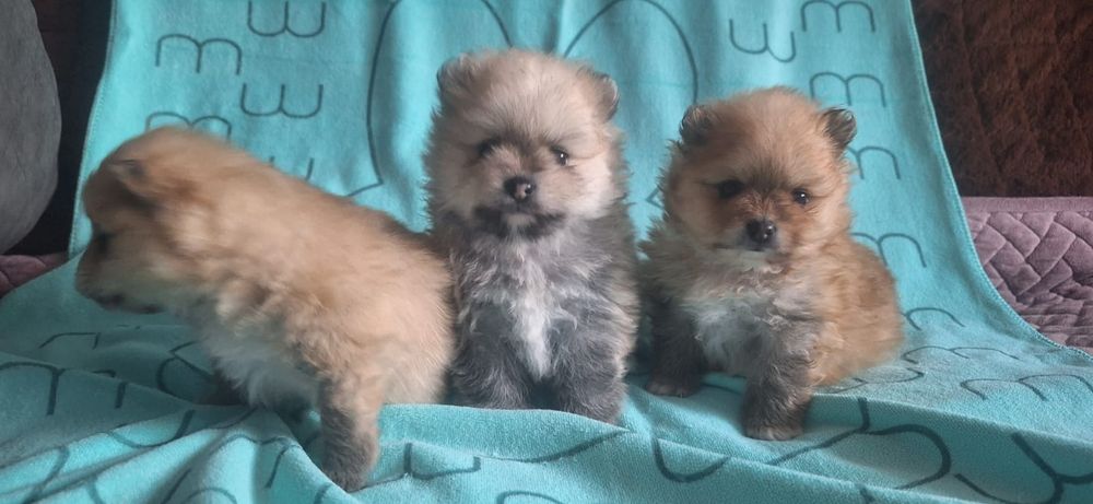 Очаровательные щенки шпица.