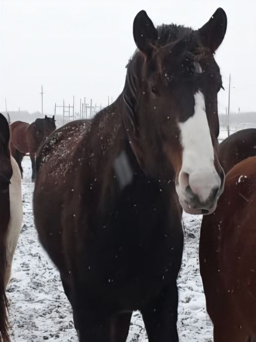 Продам лошадь...