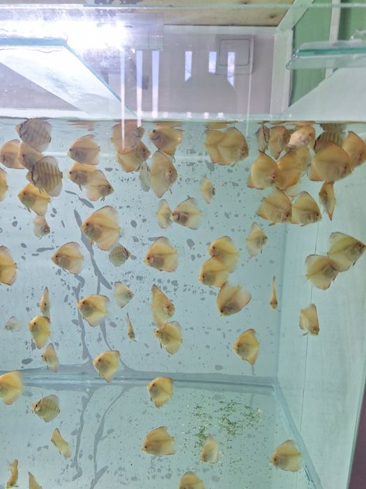 Pești discus de vanzare