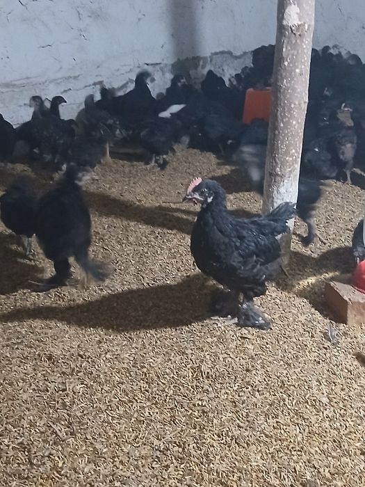 Andijon aqratovuq jo‘jalari sotiladi