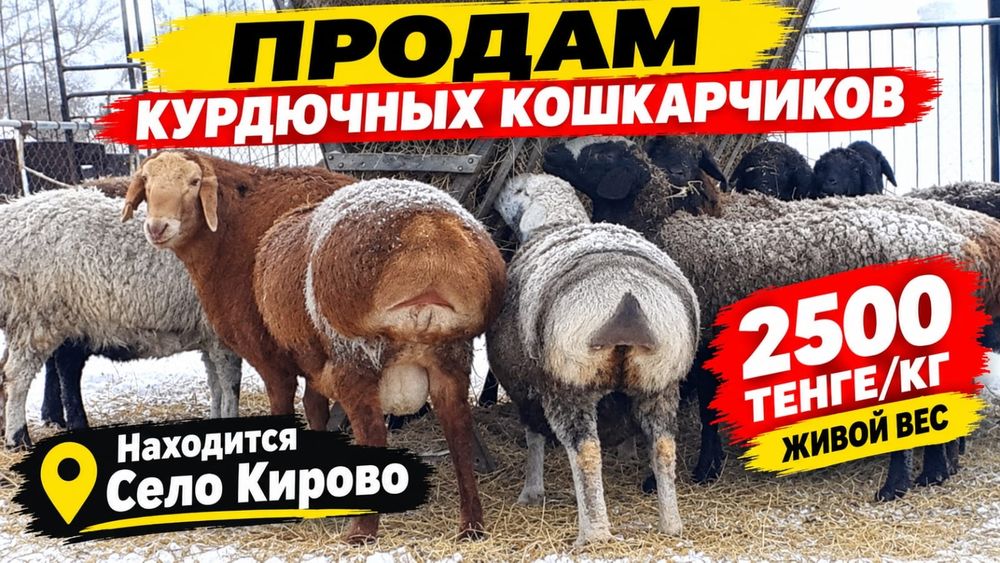 Продам курдючных кошкарчиков 2026