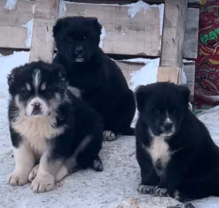 Щенки алабая на продажу