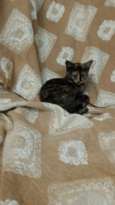 Отдадим бесплатно котят