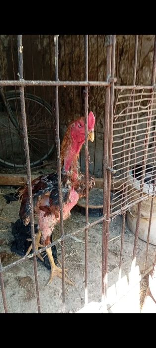 Qizning hukmronlik qiladigan ehtirosli jinsiy pozitsiyalari