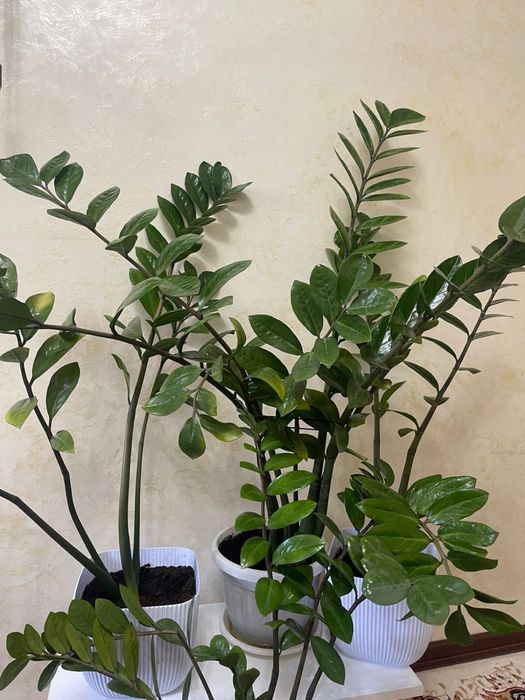 Замиокулькас цветы