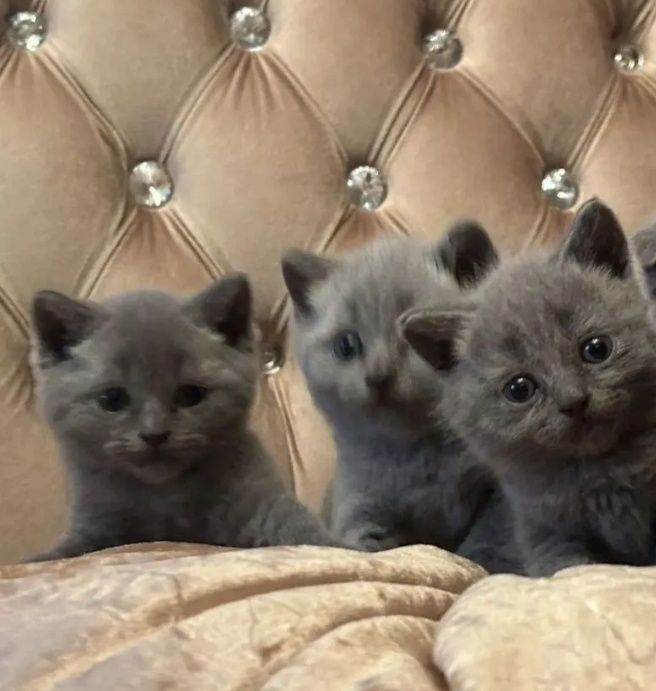 Самые милые малыши 1.5 мес