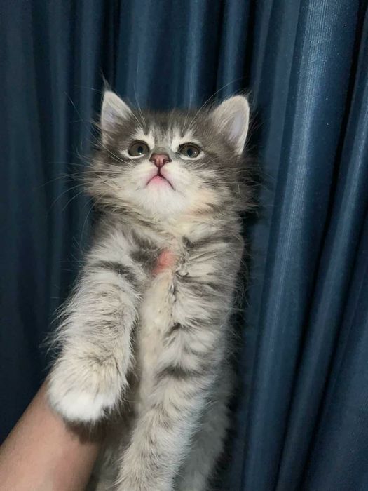 Мушук кошки мушик боласи
