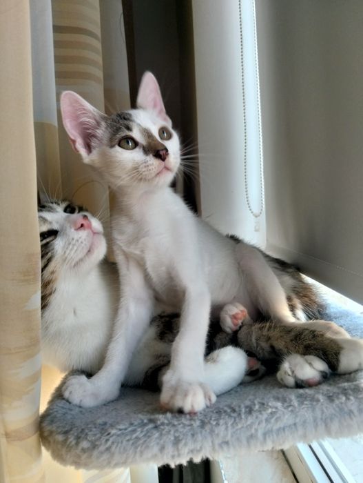 Băiețel scump și adorabil!