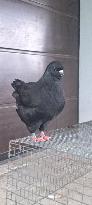 Disponibili kingi
